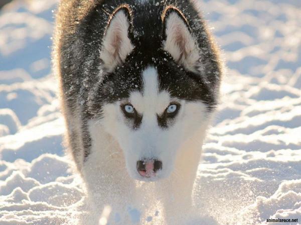 Husky with blue eyes: photo of beautiful puppies and dogs