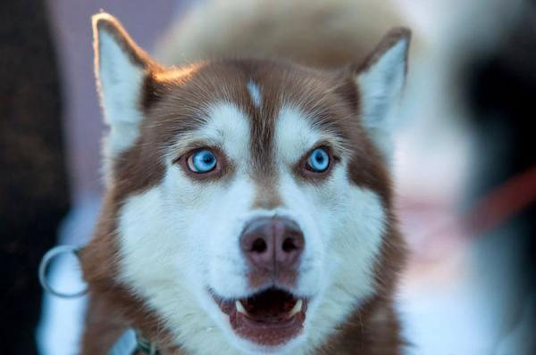 Husky with blue eyes: photo of beautiful puppies and dogs
