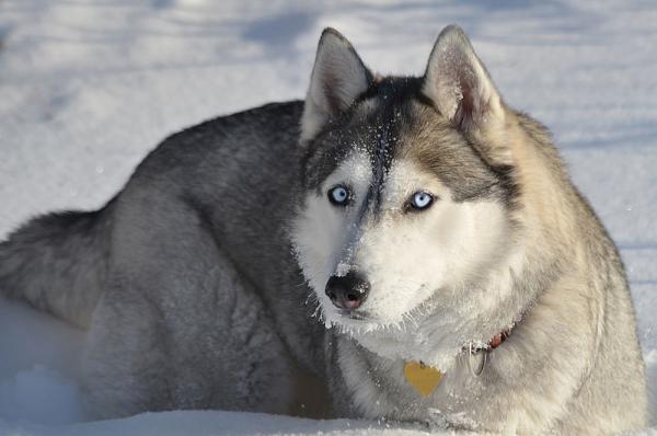 Husky with blue eyes: photo of beautiful puppies and dogs