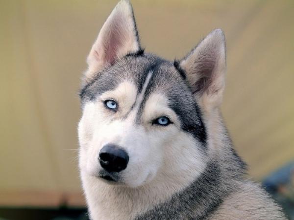 Husky with blue eyes: photo of beautiful puppies and dogs