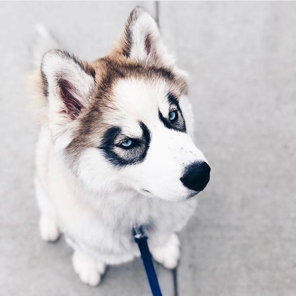 Husky with blue eyes: photo of beautiful puppies and dogs