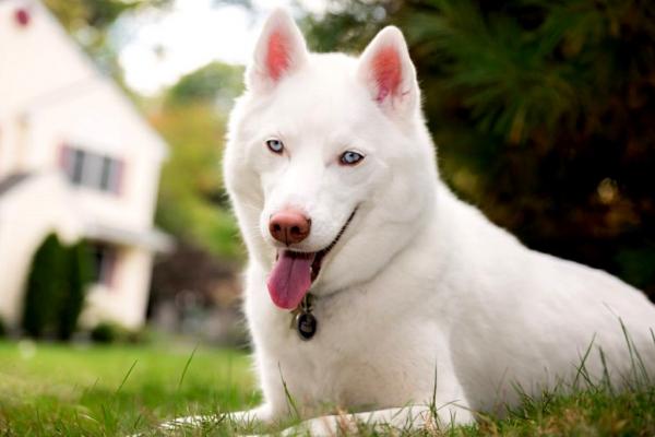 Husky with blue eyes: photo of beautiful puppies and dogs