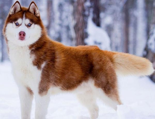 Husky with blue eyes: photo of beautiful puppies and dogs