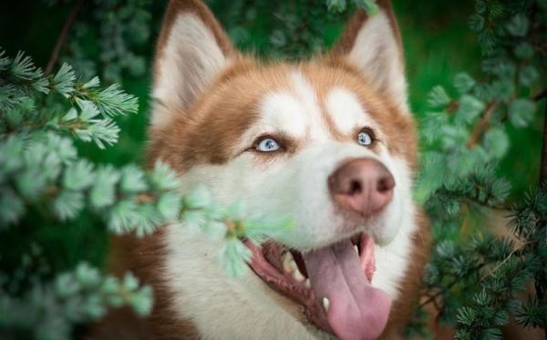Husky with blue eyes: photo of beautiful puppies and dogs