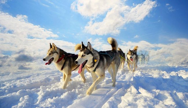Husky - freedom-loving and independent dogs