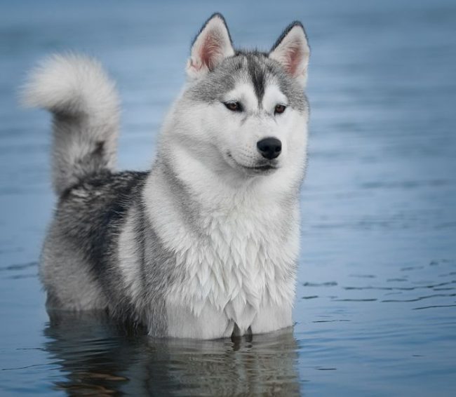 Husky is hardy and physically strong