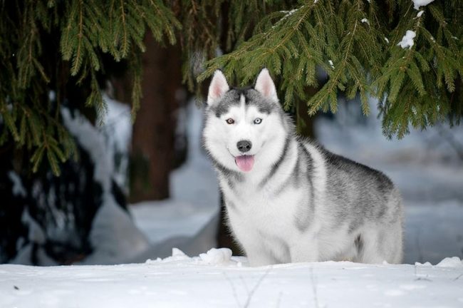 Husky are not afraid of frost