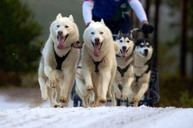 Husky - the oldest breed of sled dogs