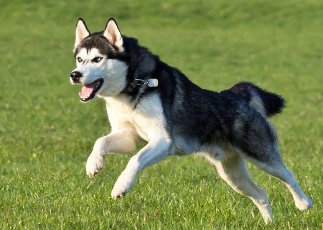 Husky is very energetic and agile.