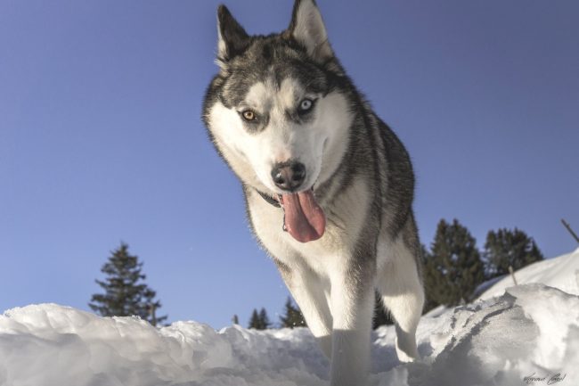 Husky attracts affectionate character and appearance