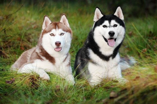 Husky brown and white and black and white