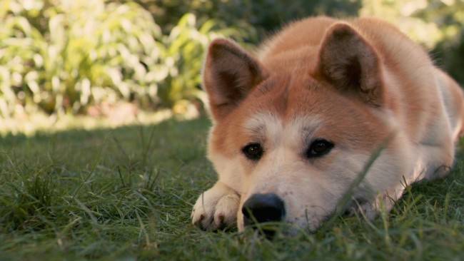 Hachiko - Akita Inu dog breed