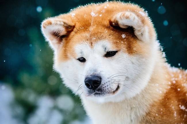 Akita Inu in the snow