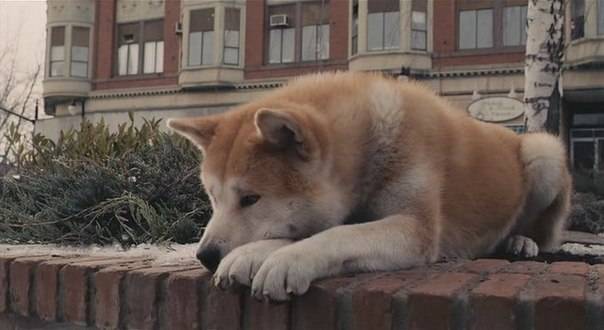 Hachiko story