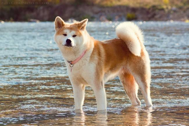 Description of Akita Inu (Hachiko)