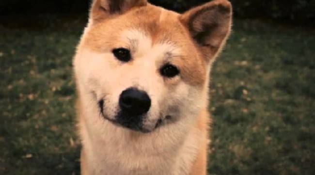 Character Akita Inu (Hachiko)