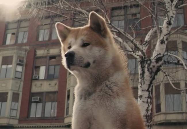 How to care for Akita Inu (Hachiko)