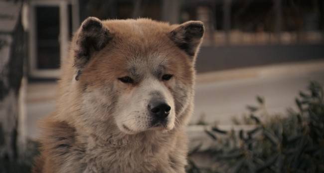 Old Akita Inu from the Hachiko Movie