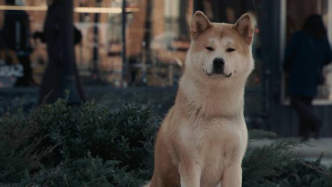 Hachiko is a true friend