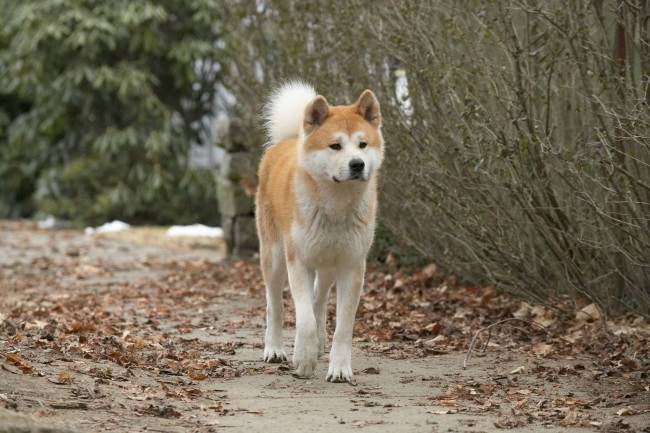 Akita Inu from Hachiko is walking down the street