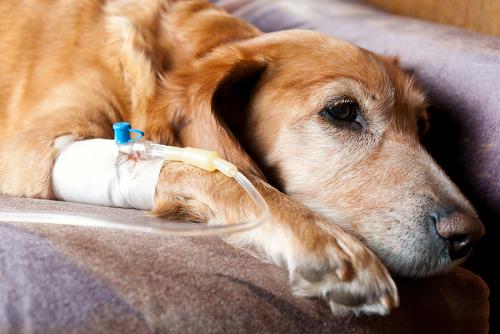 Chemotherapy in dogs and cats
