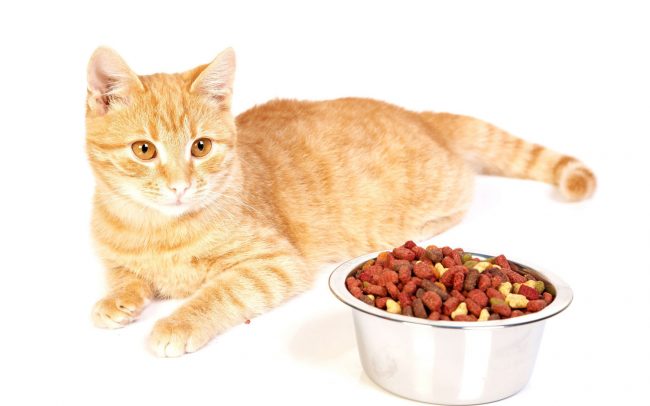 Holistic cat food