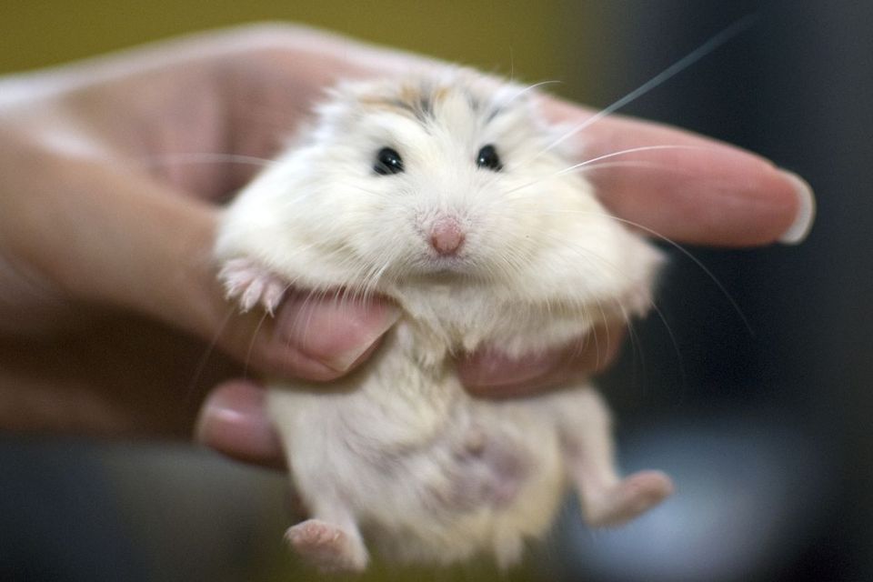 Roborovsky Hamster