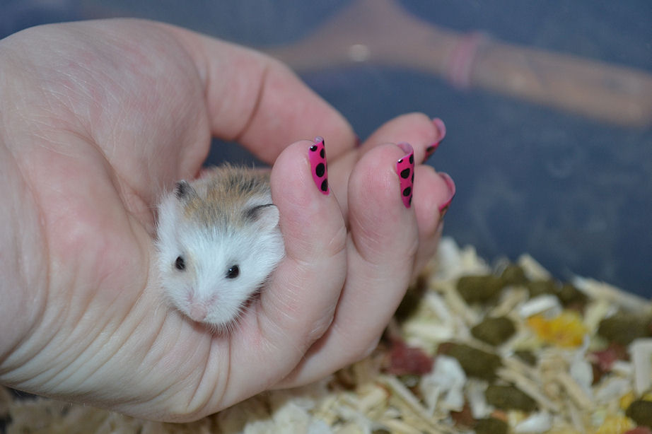 Roborovsky Hamster