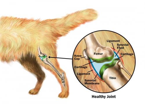 Chondroitin for dogs, cats and others animals