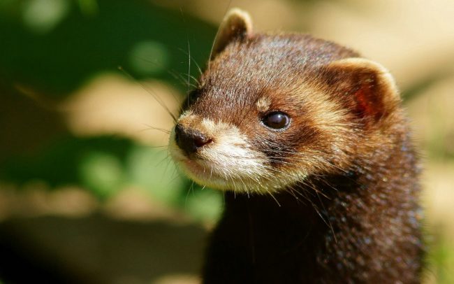 Ferret