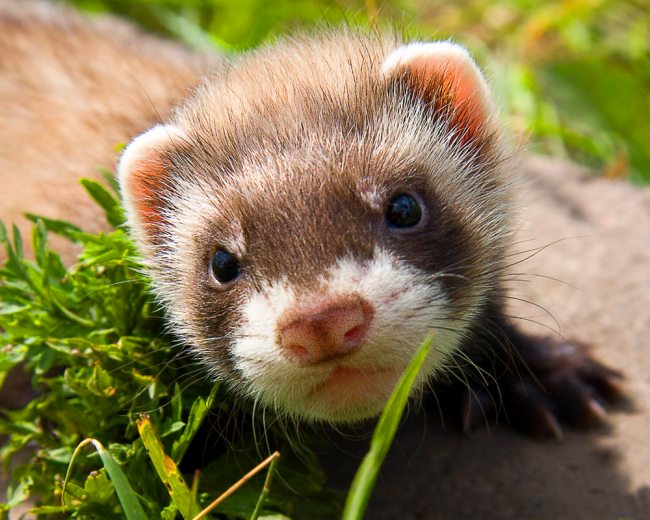 Ferret