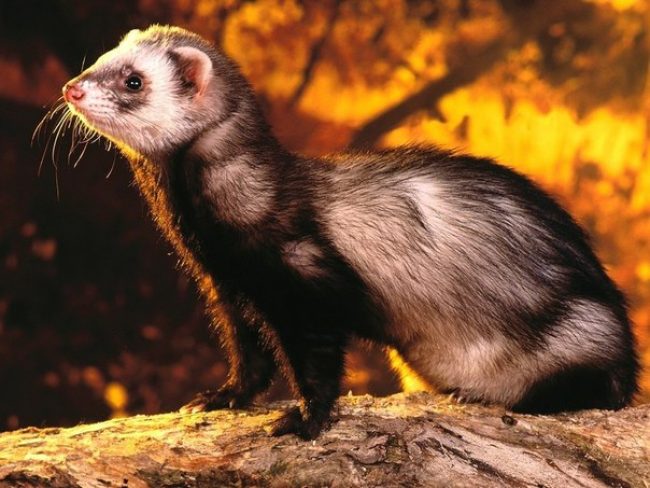 Ferret