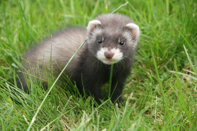 Ferret