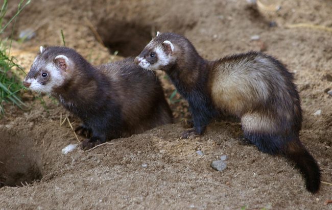 Ferret