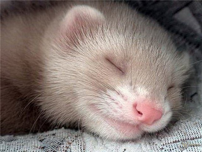 Ferret