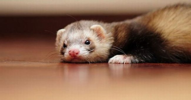 Ferret