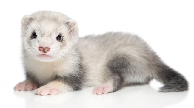 Ferret