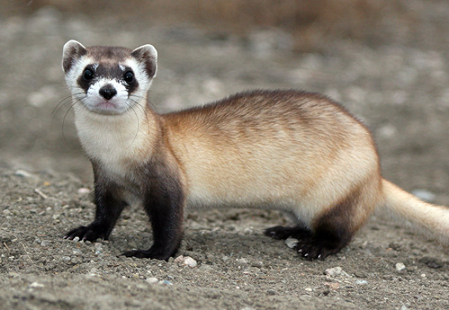 Ferret