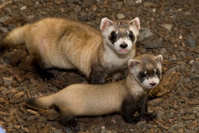 Ferret