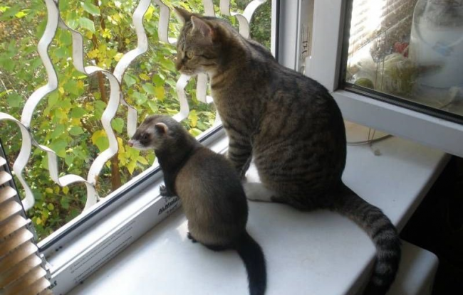 Ferret