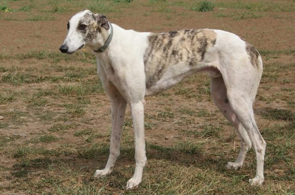Hortaya greyhound in nature