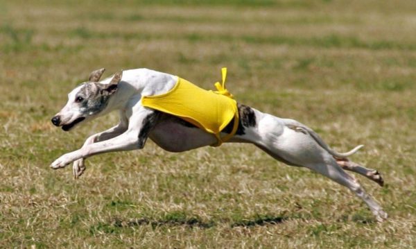 Hortaya greyhound breed description