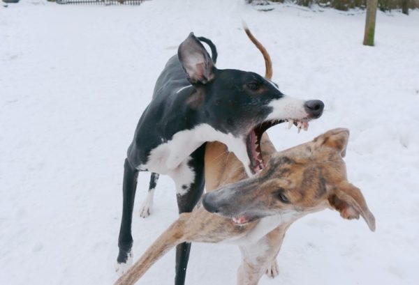 Hortaya greyhound in winter