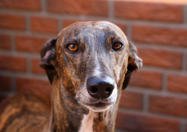 Hortaya greyhound muzzle