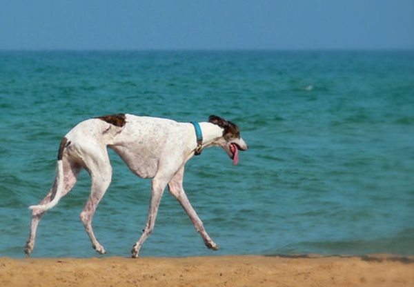 Hortaya greyhound at sea