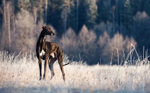 The Hortaya Greyhound is watching.