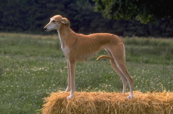 Hortaya Greyhound stands