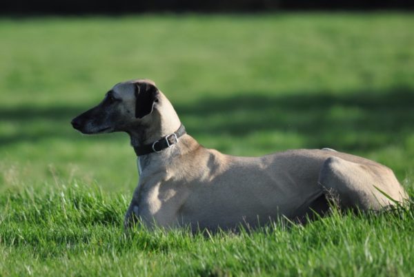Hortaya greyhound lies