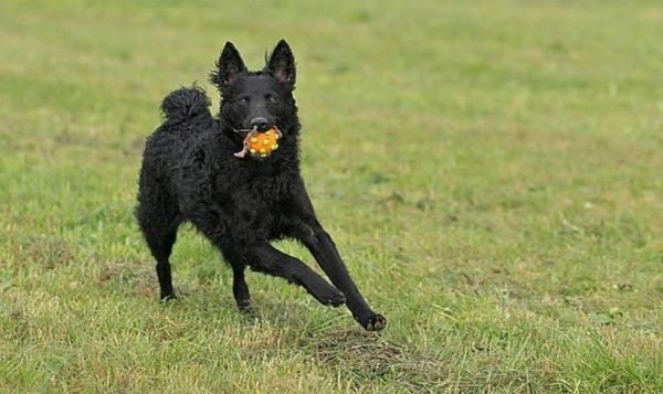 Croatian Shepherd with a ball
