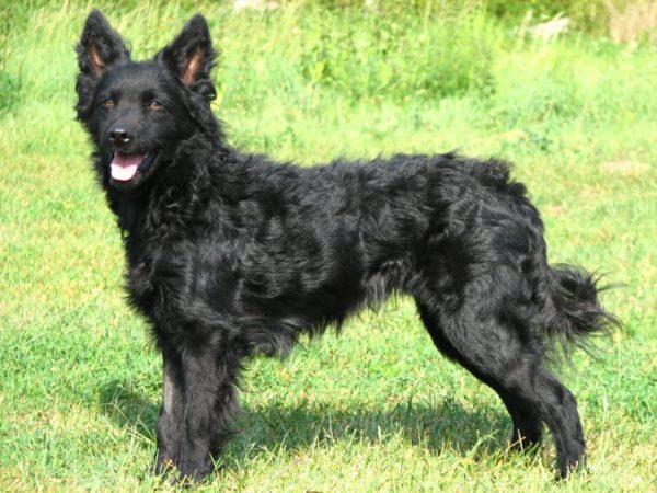 Croatian Shepherd Dog breed description